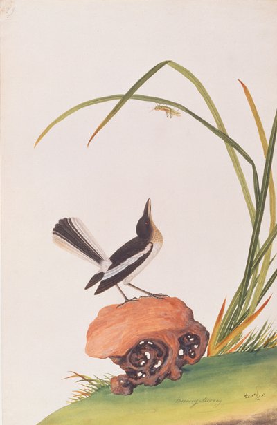 Magpie Robin, from Drawings of Birds from Malacca by Chinese School
